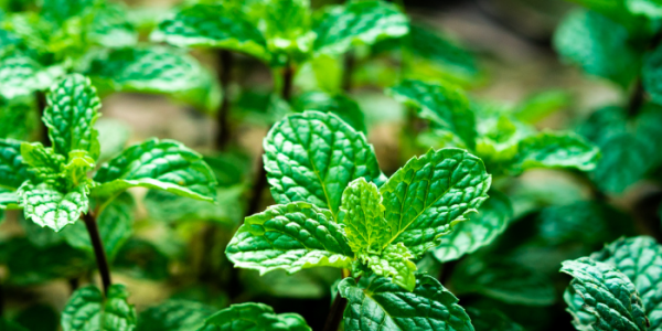 Menthe poivrée : Bienfaits et utilisations pour votre santé