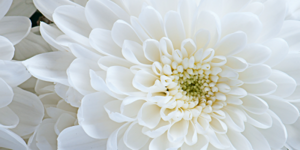 Les Vertus du Chrysanthème : Une Plante aux Mille Bienfaits